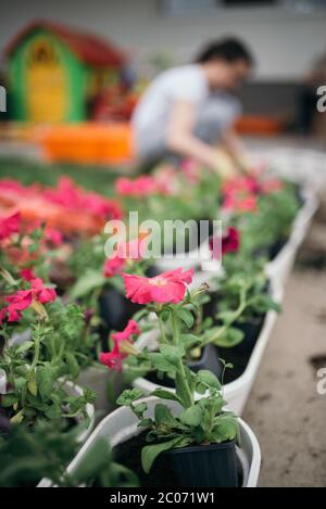 Gros plan sur les fleurs de printemps colorées. Banque D'Images