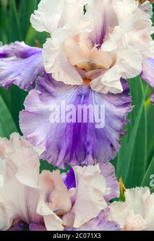 Iris 'Sotto Voce' Tall barbu fleur d'iris couleur rose lavande Banque D'Images