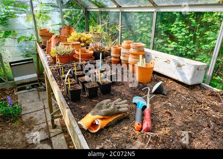 Petits pots avec des bouchons sur une table pour planter des graines de plantes dans une serre de verre. Légumes ou hubs pour la cuisine jardin sur la fenêtre. Pots colorés. Banque D'Images