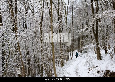 Walker sur un sentier dans une forêt enneigée Banque D'Images