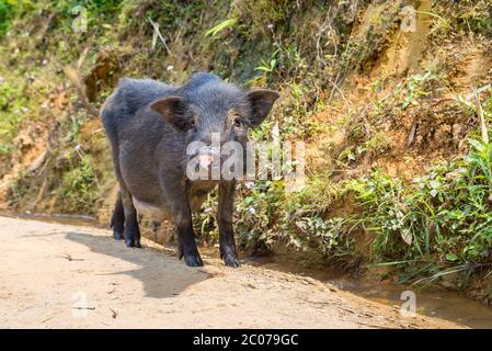 Cochon noir à Sapa, au Laos, au Vietnam, en été Banque D'Images