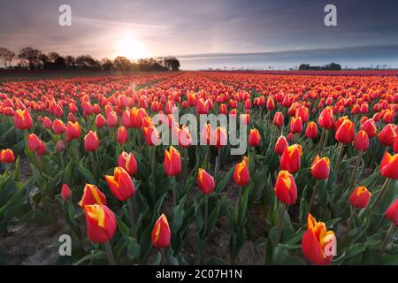 lever de soleil sur champ de tulipes rouges Banque D'Images