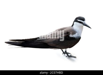 Sterne bridé (Onychopirion anaetpetus), Penguin Island, Rockingham, Australie occidentale, Australie Banque D'Images