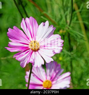 Cosmos bipinnatus, dans le jardin Banque D'Images