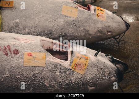 Gros plan de thon congelé vendu sur le plus grand marché de poissons au monde à Tsukiji Tokyo au Japon Banque D'Images