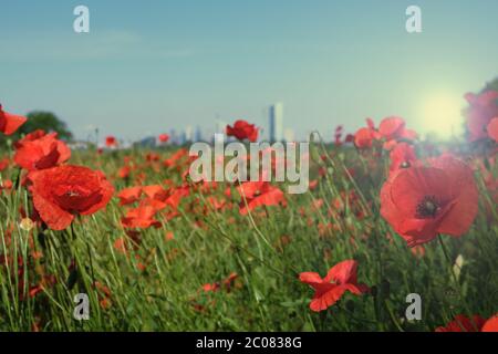 Allemagne, Hessen, Francfort-sur-le-main, Ein Moonblumenfeld mit Blick auf die Frankfurter Skyline beim Sonnenuntergang Banque D'Images