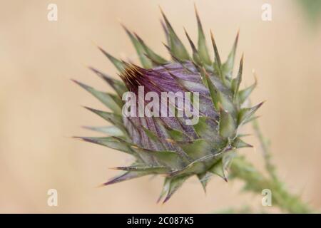 Une faible profondeur de champ, macro photographie de la fleur épineuse du chardon-coton Artichaut, photographiée près de Jérusalem, Israël Banque D'Images