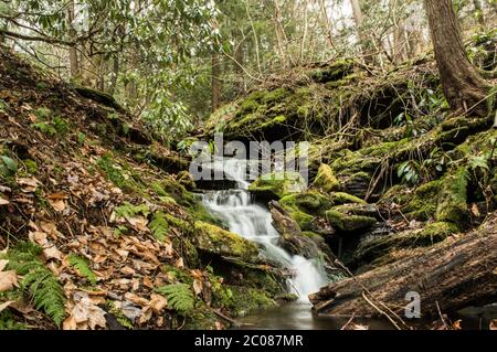 Petite cascade sur des roches recouvertes de mousse Banque D'Images