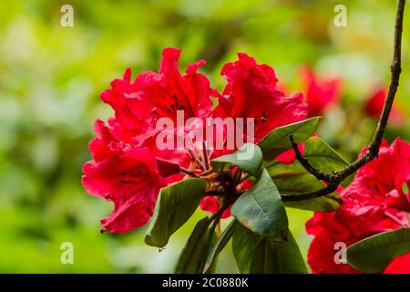 Rhododendron ponticum fleurs rouges en gros plan Banque D'Images