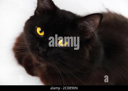 Chat noir regardant vers vous avec des yeux jaune vif Banque D'Images