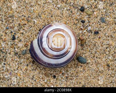 Escargot à lèvres blanches ou escargot à bandes de jardin coquille de Cepaea hortensis montrant un motif en spirale sur la rive de Cumbrian, Angleterre, Royaume-Uni Banque D'Images