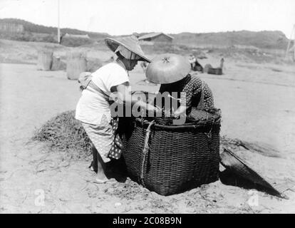 [ 1920 Japon - récolte des plantes indigo ] — deux femmes portant des chapeaux coniques de sugegasa travaillent avec un grand panier de plantes indigo japonaises, utilisées pour la teinture d'aizome, ca. 1920 (Taisho 9). La couleur bleue distinctive de l'usine d'indigo est devenue symbolique pour le Japon. « le Japon est un pays rempli d’une couleur bleue mystique », écrit l’auteur d’origine irlandaise Lafcadio Hearn peu après son arrivée au Japon en 1890 (Meiji, 23). La couleur s'est progressivement estompée après l'importation de la technologie de l'indigo synthétique en 1880. imprimé argent gélatine vintage du xxe siècle. Banque D'Images