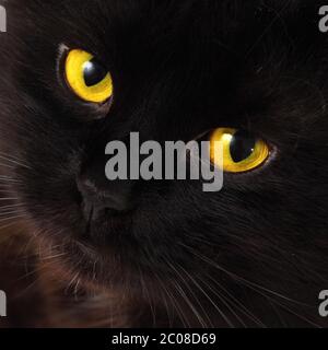 Chat noir regardant vers vous avec des yeux jaune vif Banque D'Images