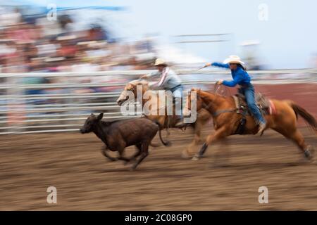 Flou de mouvement d'une équipe masculine et féminine de ropers (modèle relâché) sur les chevaux (propriété relâchée) sur le point de corde un virage au rodéo à Hawaï. Banque D'Images