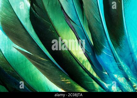 Plumes indiennes turquoise d'Amérique Banque D'Images