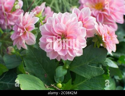 Dahlia fleurs rose doux Banque D'Images