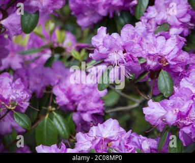 Fleurs de rhododendron violets en gros plan Banque D'Images