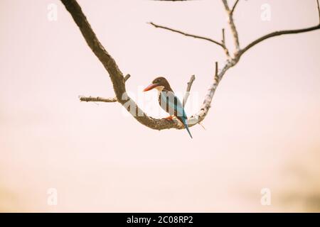 Goa, Inde. Kingfisher à gorge blanche assis sur la branche Banque D'Images