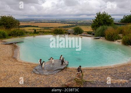 Rockhopper Penguin étang regardant vers l'ouest sur Buckinghamshire, ZSL Whipsnade Zoo, Whipsnade, près de Dunstable, Angleterre. Banque D'Images