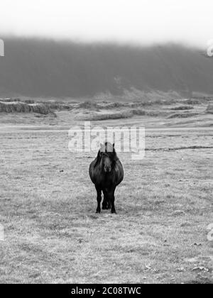 Cheval islandais debout au milieu de la prairie, image en noir et blanc Banque D'Images