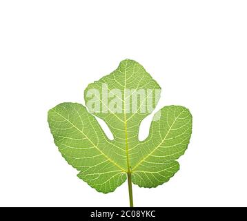 Feuille de Fig isolée sur blanc Banque D'Images