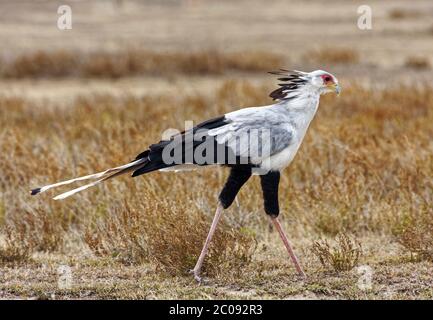 Secrétaire oiseau marchant, grand oiseau de proie, Sagittaire serpent, longues jambes, 4 pieds de hauteur, noir, blanc, gris, petit panache, bec crochet, longue queue Banque D'Images