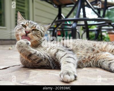 Gris tigre rayé domestique cheveux courts tabby chat dehors sur un patio de jardin. Banque D'Images