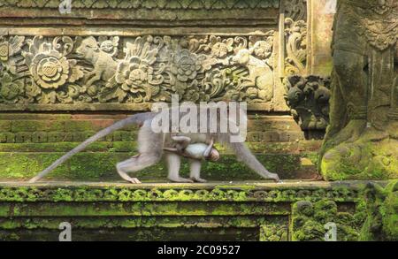 Mère macaque portant bébé sur les marches du temple à la forêt de singes d'Ubud, Bali, Indonésie Banque D'Images