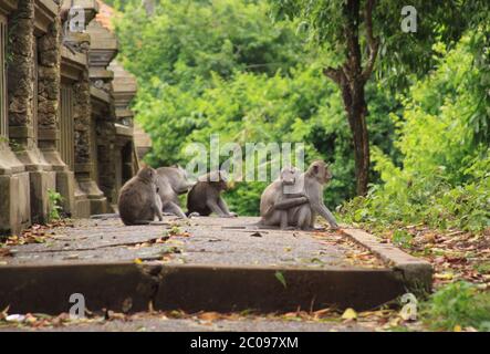 Groupe de macaques se toilettant sur le chemin à Uluwatu, Bali, Indonésie Banque D'Images