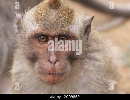 Portrait de macaque au temple d'Uluwatu à Bali, Indonésie Banque D'Images