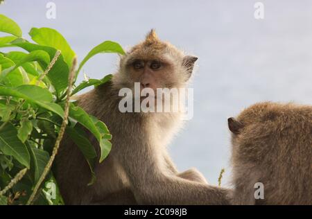 Portrait de macaque au temple d'Uluwatu à Bali, Indonésie Banque D'Images