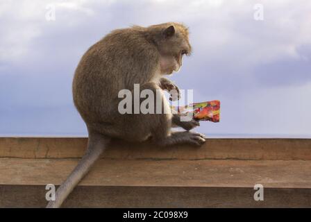 Macaque mangeant des bonbons d'un emballage en plastique au temple d'Uluwatu, Bali, Indonésie Banque D'Images