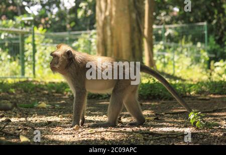 Macaque mâle profil complet à la forêt de singes d'Ubud, Bali, Indonésie Banque D'Images