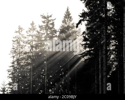 Rayons du soleil dans la forêt brumeuse du matin. Image en noir et blanc. Banque D'Images