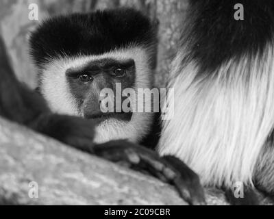 Vue détaillée de la guérilla mangued, la guérilla colobus, en noir et blanc Banque D'Images