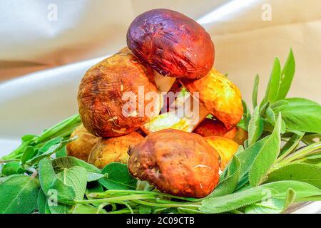 champignons porcini sur herbes aromatiques Banque D'Images