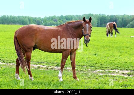 Beaux chevaux Banque D'Images