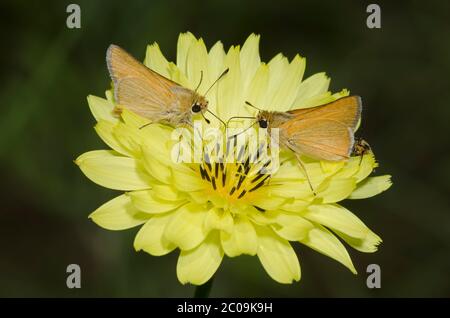 Arogos Skippers, Atrytone arogos, nectaring from False Dandelion, Pyrrhopappus sp.