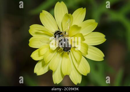 Syrphide Fly, Istalis stipator, mâle fourragelion sur False Dandelion, Pyrrhopappus sp.