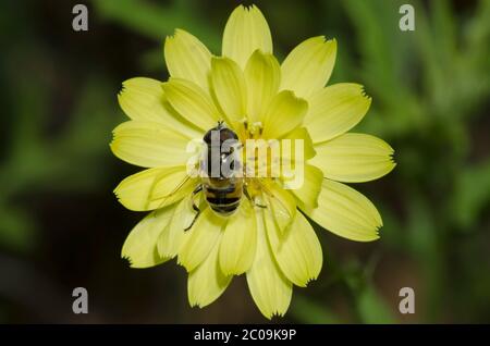Syrphide Fly, Istalis stipator, mâle fourragelion sur False Dandelion, Pyrrhopappus sp.