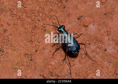 L'Est de Red-bellied Tiger Beetle, Cicindela rufiventris Banque D'Images