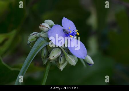 Tradescantia ohiensis, la tradescantie de l'Ohio Banque D'Images