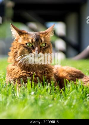 Beau chat somalien couché sur l'herbe, regardant au loin. Ce chat domestique est très élégant et fait un animal de compagnie idéal pour la famille. Banque D'Images