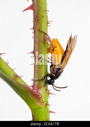 Grande mouche à rosier femelle, Arge pagana, sur la branche d'une roseraie dans un jardin britannique Banque D'Images