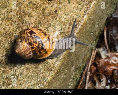 Snael de jardin britannique, Cornu aspersum, avec corps entièrement étendu de la coquille en bandes et en bandes Banque D'Images