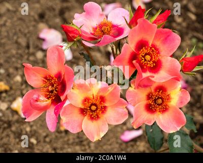 Les fleurs de l'arbuste compact rose floribunda 'rien que pour vos yeux", rose de l'année 2015 Banque D'Images