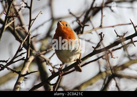Un Robin européen (erithacus rubecula), communément appelé le Robin Redbreast, dans un arbre dans la campagne d'Ayrshire Banque D'Images