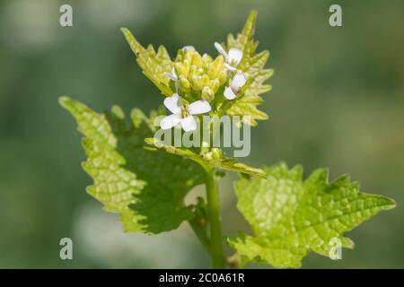 Gros plan d'une plante de moutarde à l'ail (alliara petiolata) en fleurs Banque D'Images