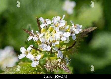 Gros plan d'une plante de moutarde à l'ail (alliara petiolata) en fleurs Banque D'Images