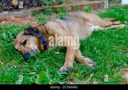 Un chien errant avec un collier bleu est posé sur l'herbe essayant d'obtenir un peu de repos. Attention intentionnelle sur la tête Banque D'Images